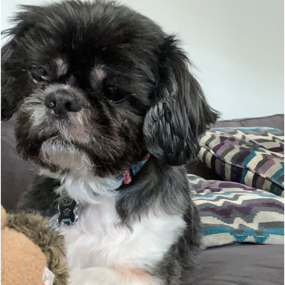 Meet your Posher, Charlie - Picture 1 of 1